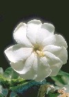 Gardenia jasminoides