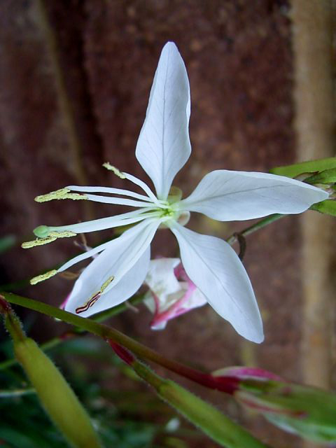 Photos Gaura lindheimerii