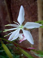 Gaura lindheimerii - Prachtkerze