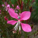 Gaura lindheimerii - Prachtkerze Siskyou Pink