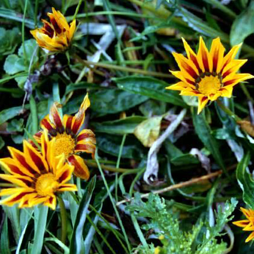 Photos Gazania Hybriden - Treasure flower
