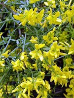 Genista lydia - Stein-Ginster, Lydischer Ginster