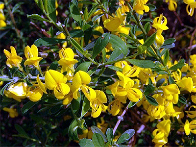 Fotos Genista pilosa - 