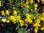 Genista pilosa - Sand-Ginster