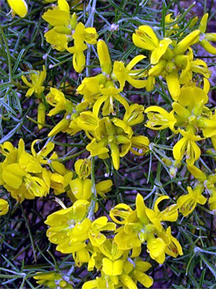 Fotos Genista radiata - 