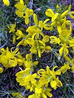 Genista radiata - Strahlen-Ginster