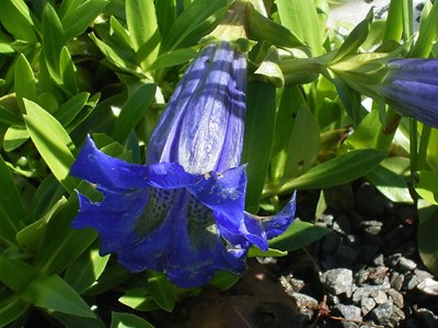 Photos Gentiana acaulis - Gentian