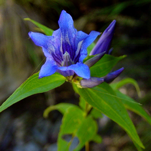 Photos Gentiana asclepiadea - Gentian