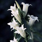 Photos Gentiana asclepiadea