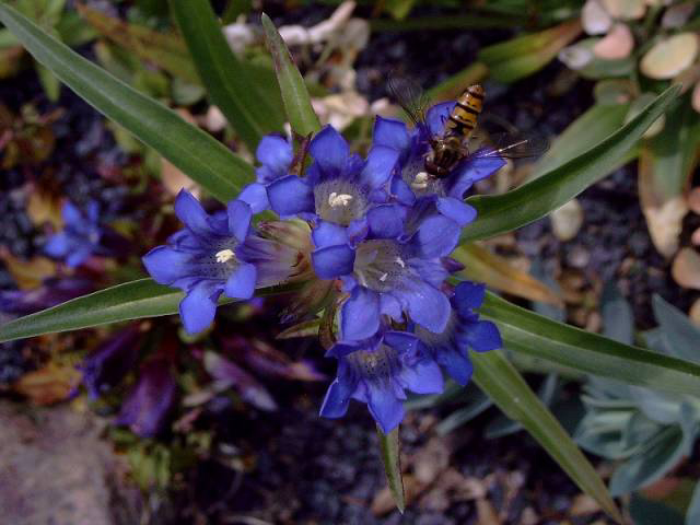 Photos Gentiana dahurica - Yellow gentian