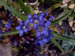 Photos Gentiana dahurica