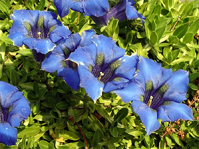 Photos Gentiana dinarica - Yellow gentian