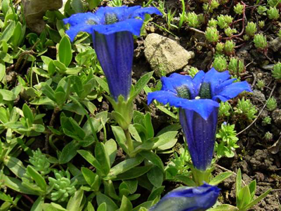 Photos Gentiana kochiana - Yellow gentian