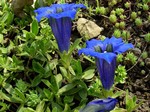 Photos Gentiana kochiana