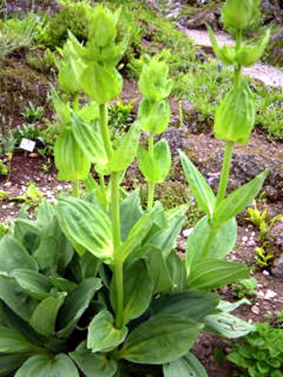 Photos Gentiana lutea - Yellow gentian