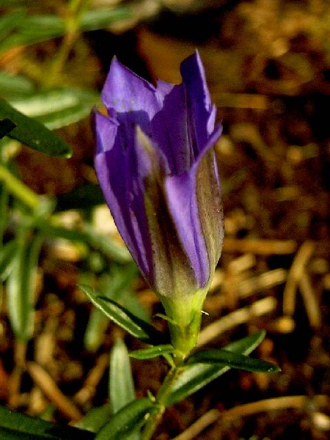 Photos Gentiana pneumonanthe - Yellow gentian