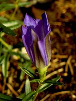 Photos Gentiana pneumonanthe