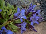Photos Gentiana septemfida var. lagodechiana