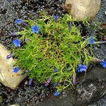 Photos Gentiana sinoornata