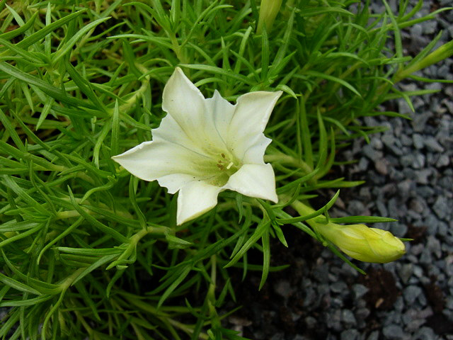 Photos Gentiana sinoornata - Yellow gentian