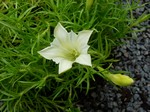 Photos Gentiana sinoornata