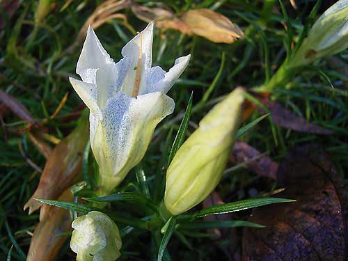 Photos Gentiana sinoornata - Yellow gentian