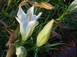Photos Gentiana sinoornata