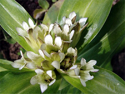 Photos Gentiana tibetica - Yellow gentian