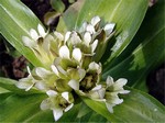 Photos Gentiana tibetica
