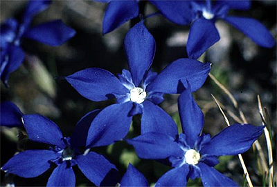 Photos Gentiana verna - 