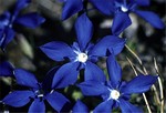 Photos Gentiana verna