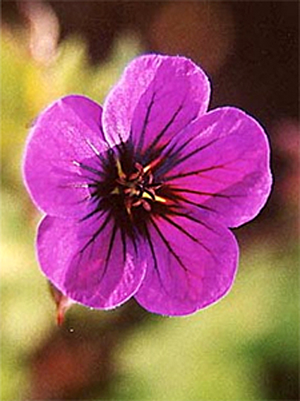 Photos Geranium psilostemon - 