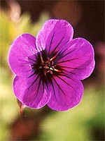 Photos Geranium psilostemon