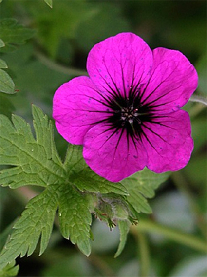 Photos Geranium psilostemon -