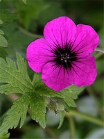 Photos Geranium psilostemon