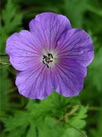 Photos Geranium himalayense