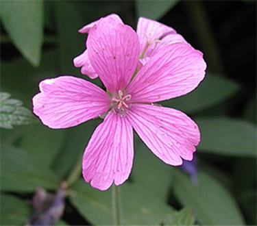 Photos Geranium � oxonianum - 