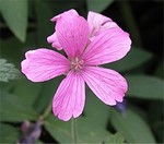 Photos Geranium � oxonianum