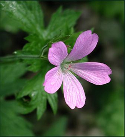 Photos Geranium endressii -