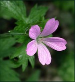 Photos Geranium endressii