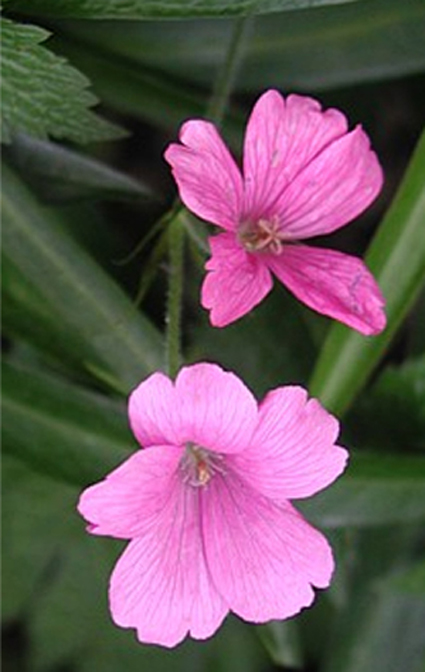 Photos Geranium endressii - 
