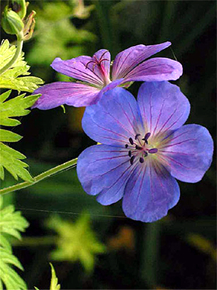 Photos Geranium wallichianum - 