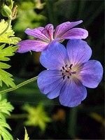 Photos Geranium wallichianum