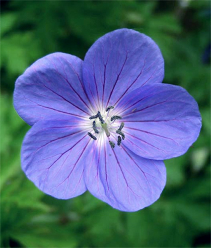 Foto Geranium pratense -