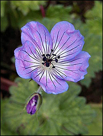 Photos Geranium sylvaticum -