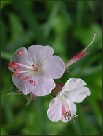 Photos Geranium macrorrhizum