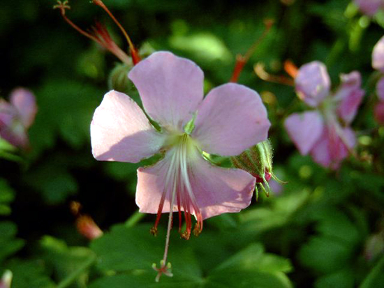 Photos Geranium × cantabrigiense -