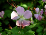 Photos Geranium � cantabrigiense