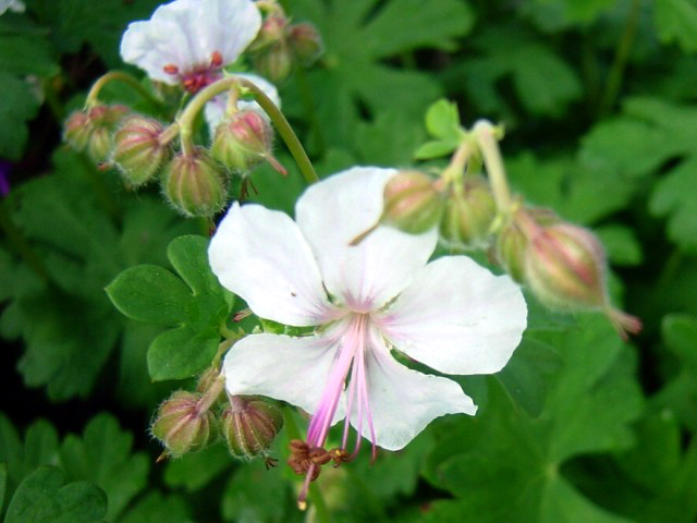 Photos Geranium � cantabrigiense - 