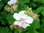 Photos Geranium � cantabrigiense